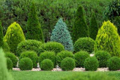 Healthy, Trimmed Trees