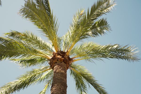 Palm Tree Pruning in Glendale