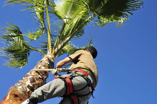 Palm Tree Trimming in Glendale