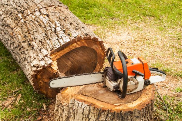 Tree Cutting Service in Glendale