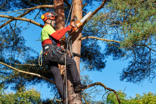 Tree Service in Glendale