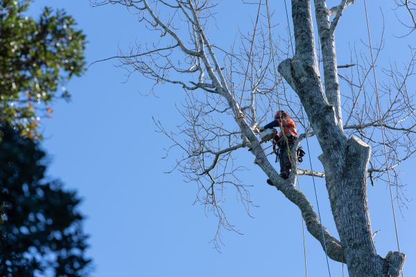 Tree Topping Service in Glendale