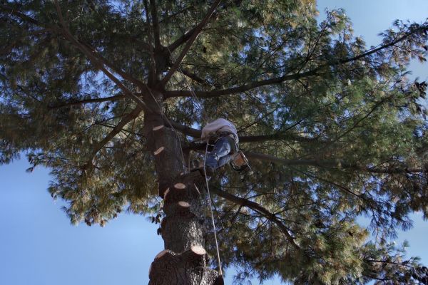 Trimming Service in Glendale