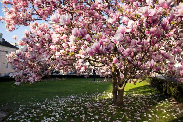 Ornamental Tree Pruning in Glendale