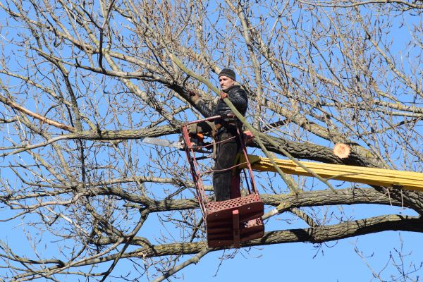 Emergency Tree Trimming in Glendale