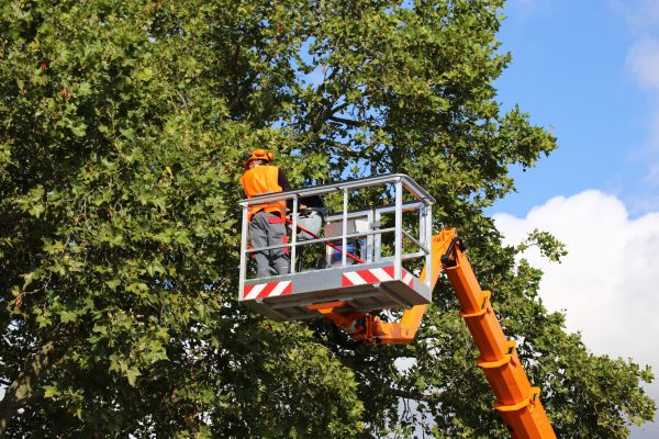 Commercial Tree Service in Glendale