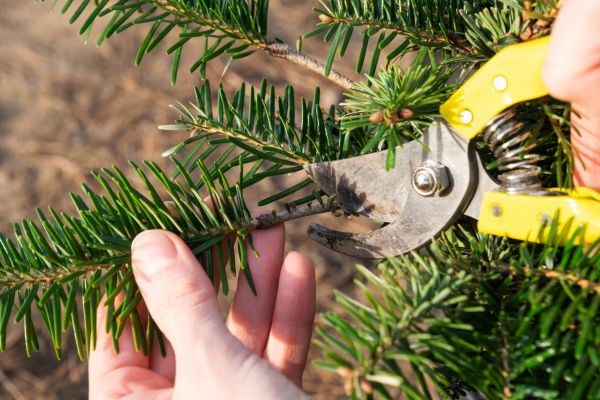 Pine Tree Pruning in Glendale