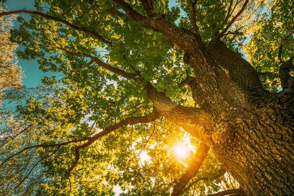 Oak Tree Pruning in Glendale