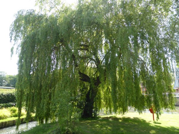 Willow Tree Trimming in Glendale