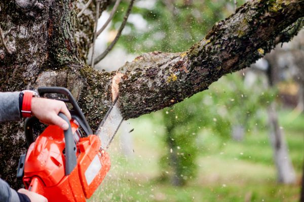 Tree Limbs Removal in Glendale