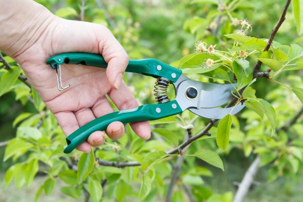 Pear Tree Pruning in Glendale