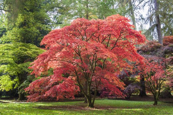 Japanese Maple Pruning in Glendale