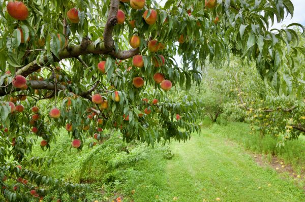Peach Tree Pruning in Glendale
