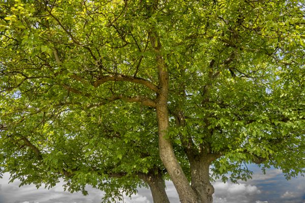 Walnut Tree Trimming in Glendale