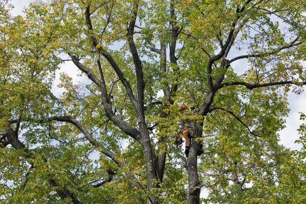 Tree Crown Shaping in Glendale