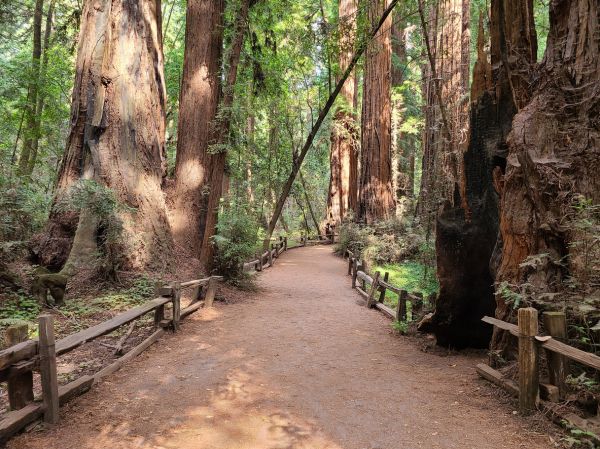 Redwood Tree Pruning in Glendale
