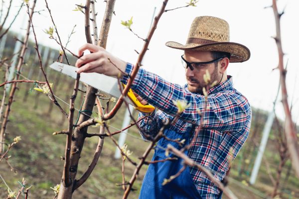 Orchard Tree Pruning in Glendale