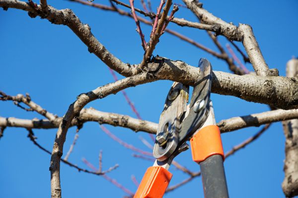 Peach Tree Trimming in Glendale