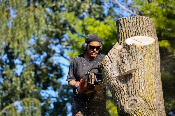 Ash Tree Pruning in Glendale