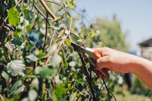 Birch Tree Pruning in Glendale