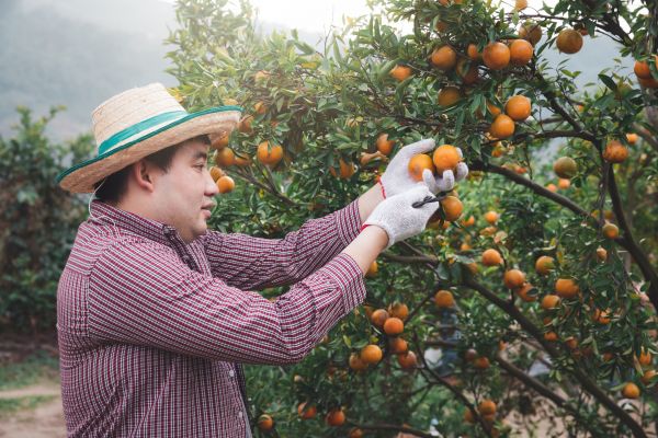 Orange Tree Pruning in Glendale