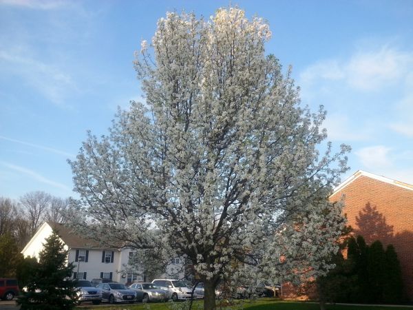 Bradford Pear Tree Pruning in Glendale