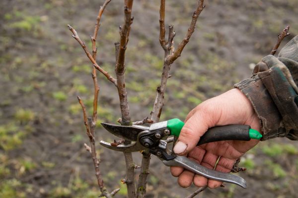 Pear Trees Pruning in Glendale