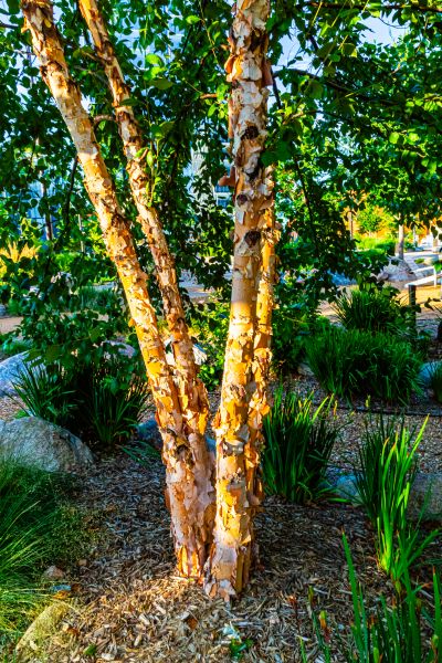 River Birch Trimming in Glendale