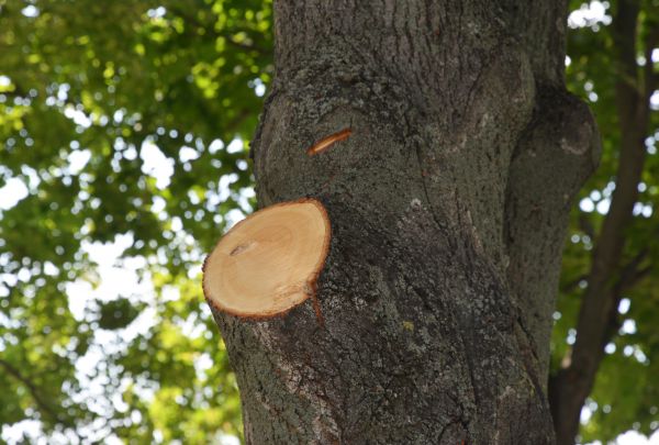 Limb Cutting in Glendale