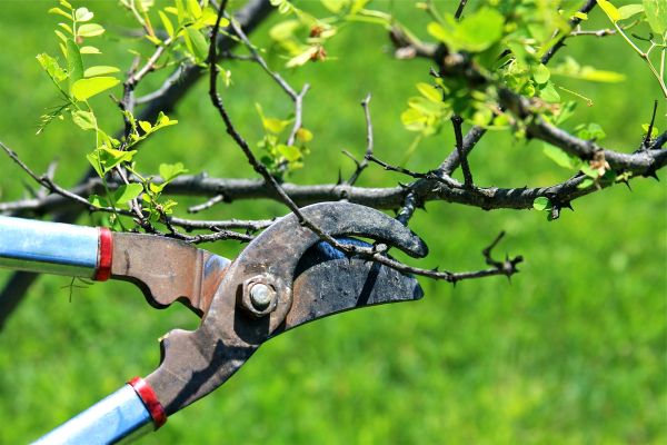 Branches Pruning in Glendale