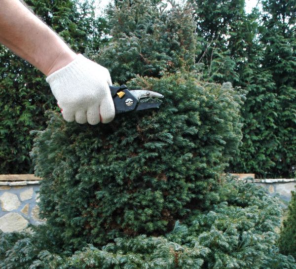 Ornamental Tree Trimming in Glendale