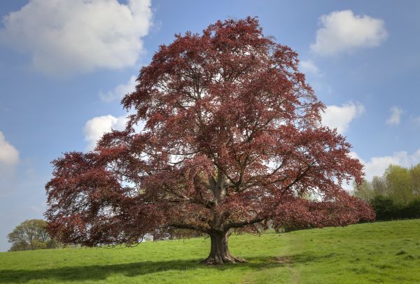Beech Tree Pruning in Glendale