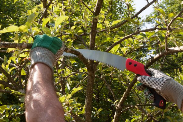 Apple Tree Trimming in Glendale